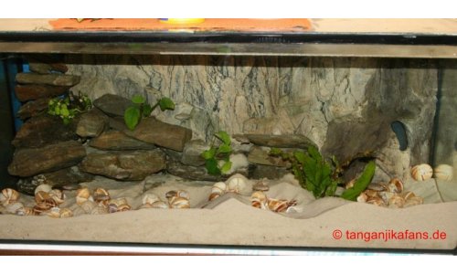 Neolamprologus multifasciatus Becken